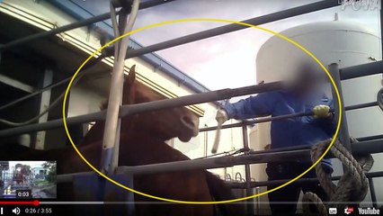 퇴역 경주마의 최후...도살 현장 영상 논란 / YTN