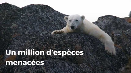 Un million d’espèces pourraient disparaître dans les prochaines décennies