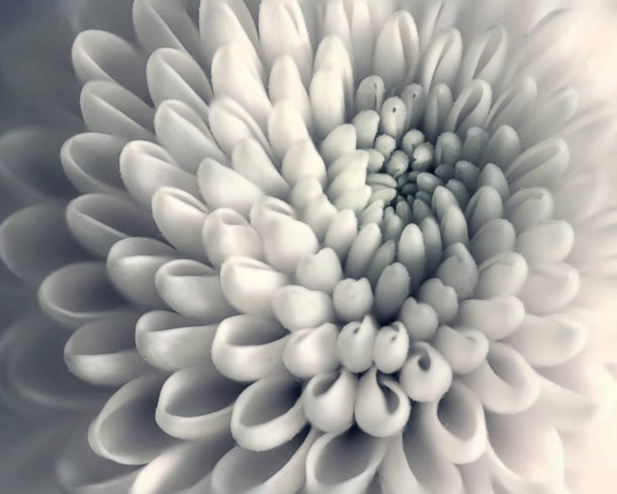 Chrysanthème : la signification