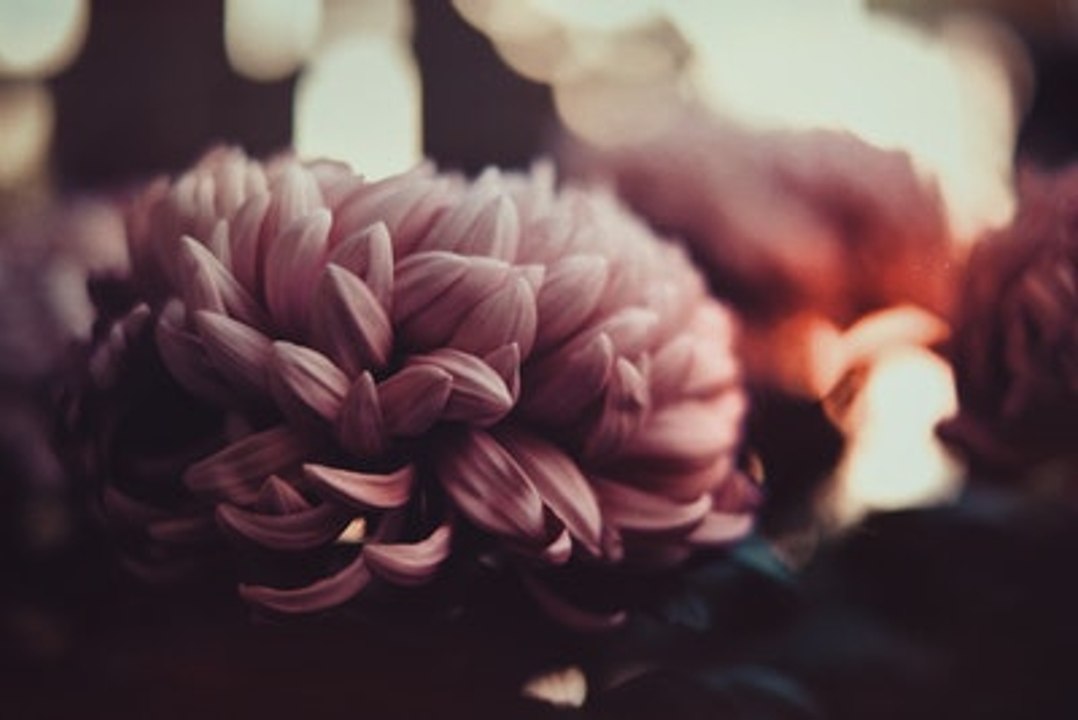 Quelles fleurs pour la Toussaint ?