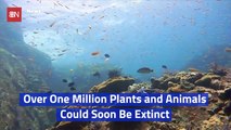 The Earth Is Facing A Massive Extinction Event