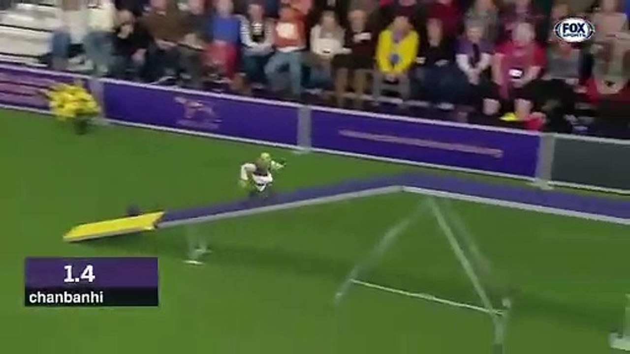 Shrek fait une course d'agility