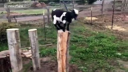 These cute goats are incredibly agile