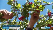 Languedoc : le temps des cerises est arrivé