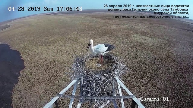 Un incendie progresse dans une plaine sous le nid d'une cigogne