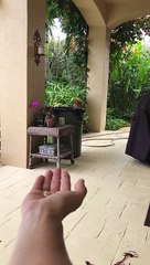 Wild Cardinal Eats Peanut Out of Woman's Hand