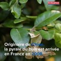 La pyrale du buis menace la région Auvergne-Rhône-Alpes