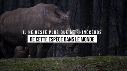 Il ne reste plus que 68 rhinocéros de cette espèce dans le monde