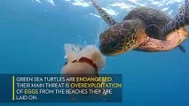 Deniz Kaplumbağasının deniz Anasını Yeme Görüntüleri !