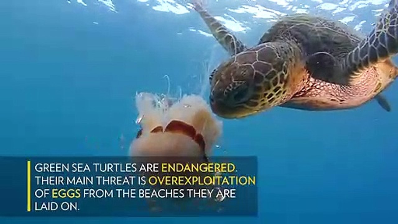 Deniz Kaplumbağasının deniz Anasını Yeme Görüntüleri !