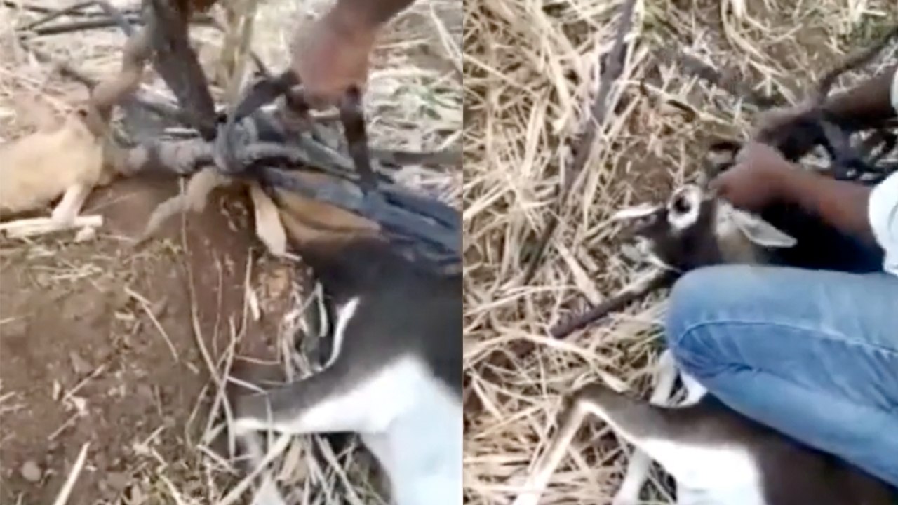 Men Save Antelopes Tangled In Pipes