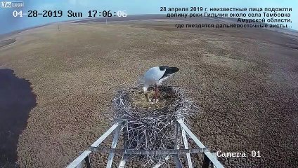 Avancée d'un incendie sous le nid d'une cigogne !