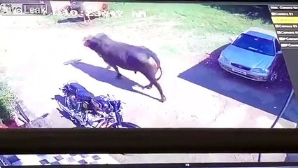 2 taureaux détruisent une voiture.. en se prenant la tête !