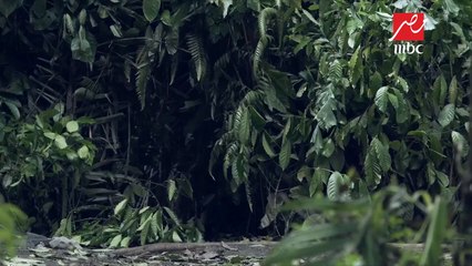 رعب رضا عبد العال من الغوريلا  في رامز فى الشلال اعمل نفسك ميت