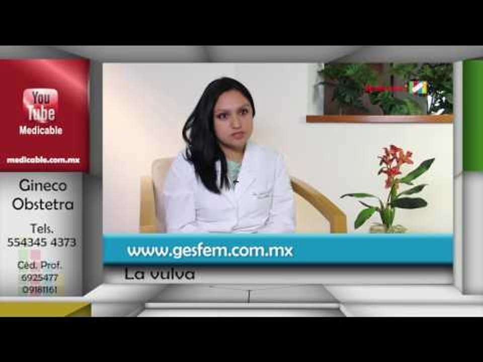 ¿Qué es la vulva?