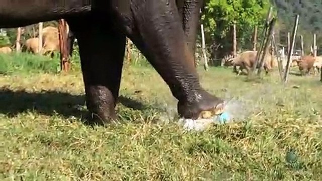 Cet éléphant vient détruire un arroseur automatique en jouant