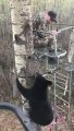 Un ours très curieux rend visite à un chasseur dans un arbre