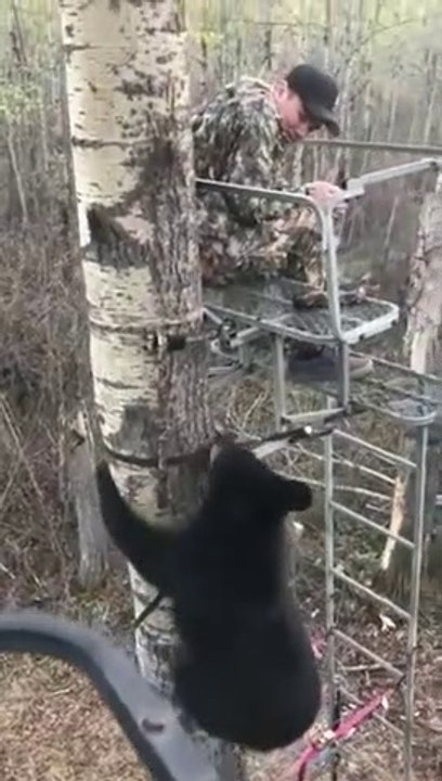 Un ours très curieux rend visite à un chasseur dans un arbre