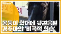 [자막뉴스] 경주마의 비극적 최후...도살 현장 영상 논란 / YTN