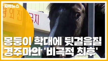 [자막뉴스] 경주마의 비극적 최후...도살 현장 영상 논란 / YTN