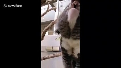 Still think Koalas are cute? Zoo marsupial makes unexpected snoring noise