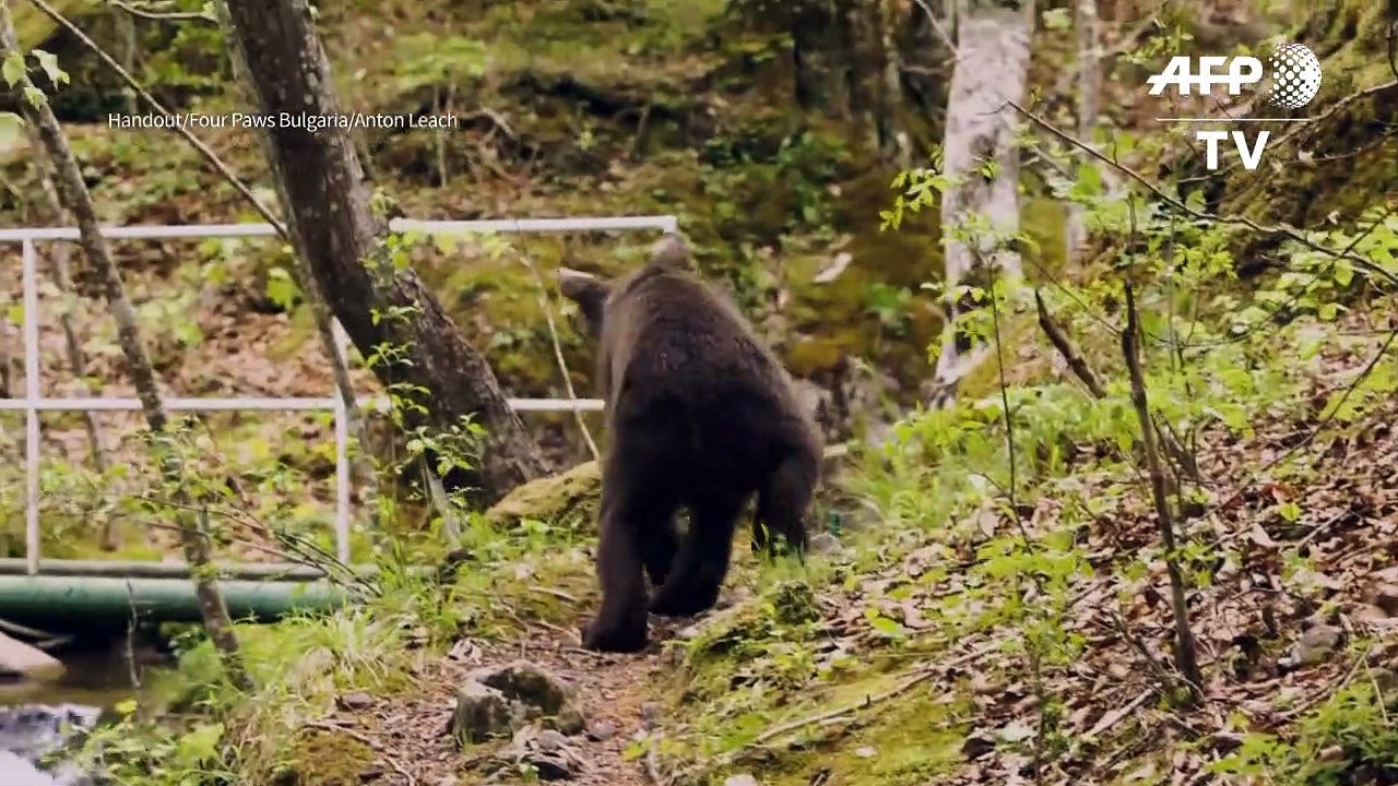 De volta à selva