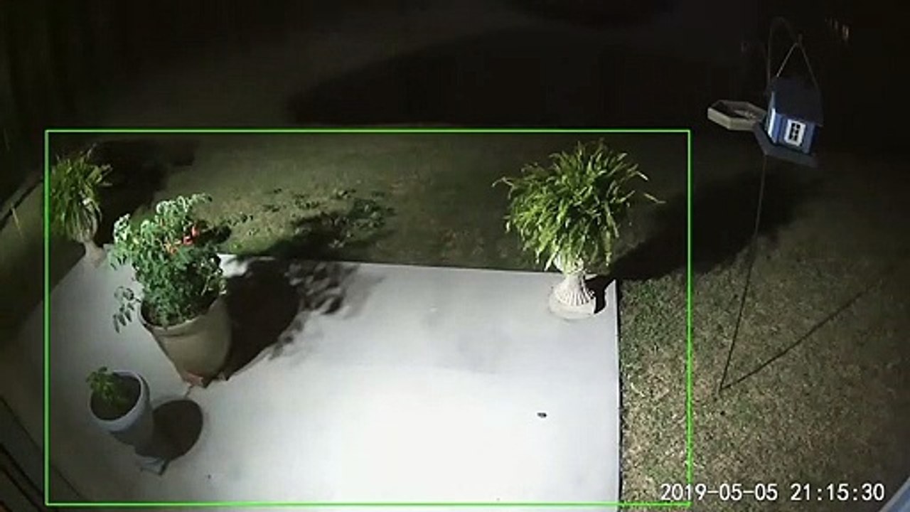 Bear Steals Some Bird Seed