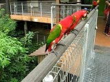 Talking Parrots Video