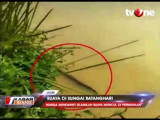 Penampakan Buaya di Sungai Batanghari