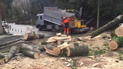 LIEGE - Le vent fait tomber un gros arbre rue du Chéra