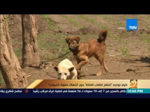 رأي عام| ظاهرة الكلاب الضاله فى الشوارع رعب يهدد المواطنين .. تقرير