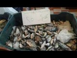 صباح الورد - المحافظات تدشن حملات لمقاطعة الأسماك لخفض أسعارها
