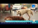 صباح الورد - كلب يظل برفقة صديقه المتوفي نص ساعة