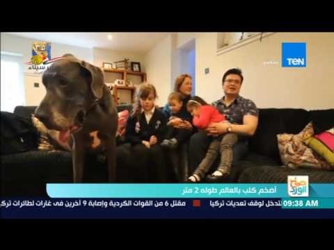 صباح الورد |أضخم كلب في العالم وزنه يتعدى 95 كيلو