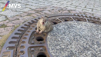 Bomberos rescatan a rata con sobrepeso