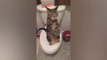 Super Weird Cats That Will Totally Confuse You! - Extremely FUNNY CAT VIDEOS compilation