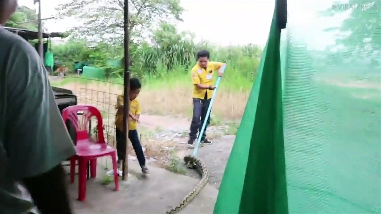 Python Caught In Chicken Shed
