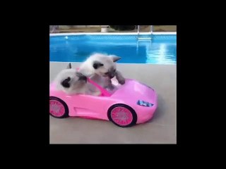 Gatos Graciosos para morirse de la risa Parte 3