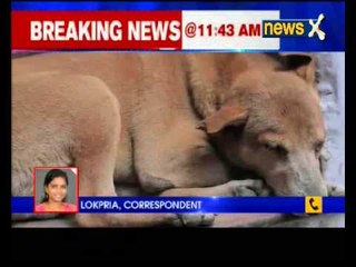 High Court slams culling of stray Dogs in Kerala