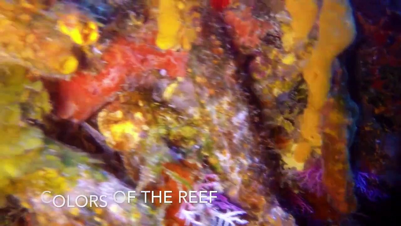 Cozumel Diving Photography - The Reefs of Cozumel