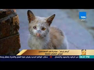 رأي عام - تقرير| "ارحم ترحم".. مبادرة في المهندسين لتوفير الطعام للقطط