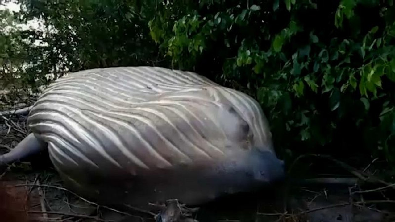 No comments der woche: ein wal im dschungel und eis-tsunamis in kanada