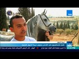 أخبارTeN - شبان فلسطينيون في القدس يهوون تربية الخيول للترفيه