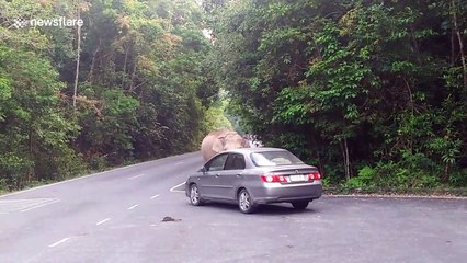 Elephant stops car to look for food