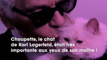 Mort de Karl Lagerfeld : on sait ENFIN qui va s’occuper de Choupette