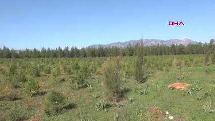 Antalya Kaş'ta Fidanlar Toprakla Buluştu