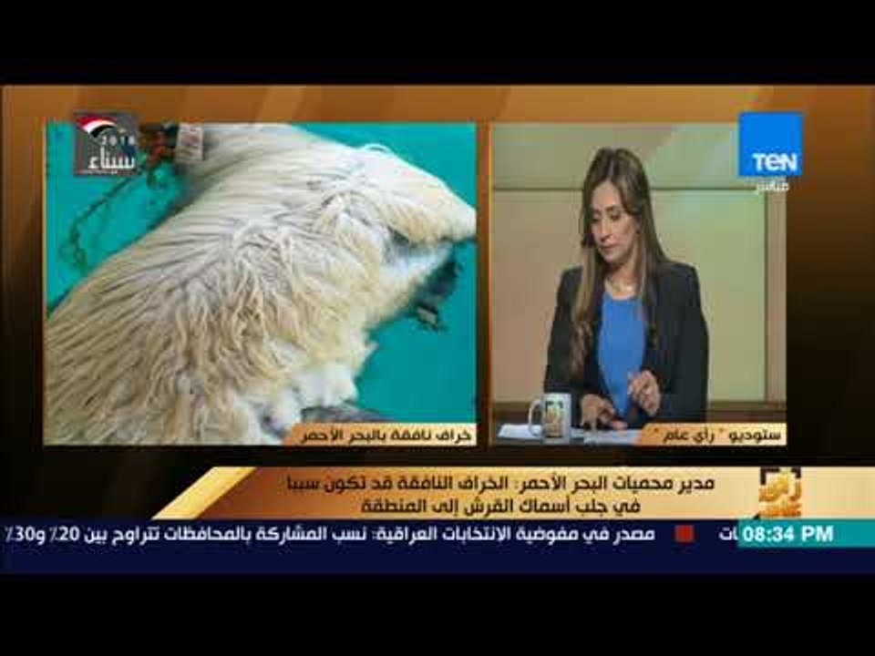 رأي عام - هل تجلب الحيوانات النافقة أسماك القرش ؟ .. مدير محميات البحر الأحمر يجيب