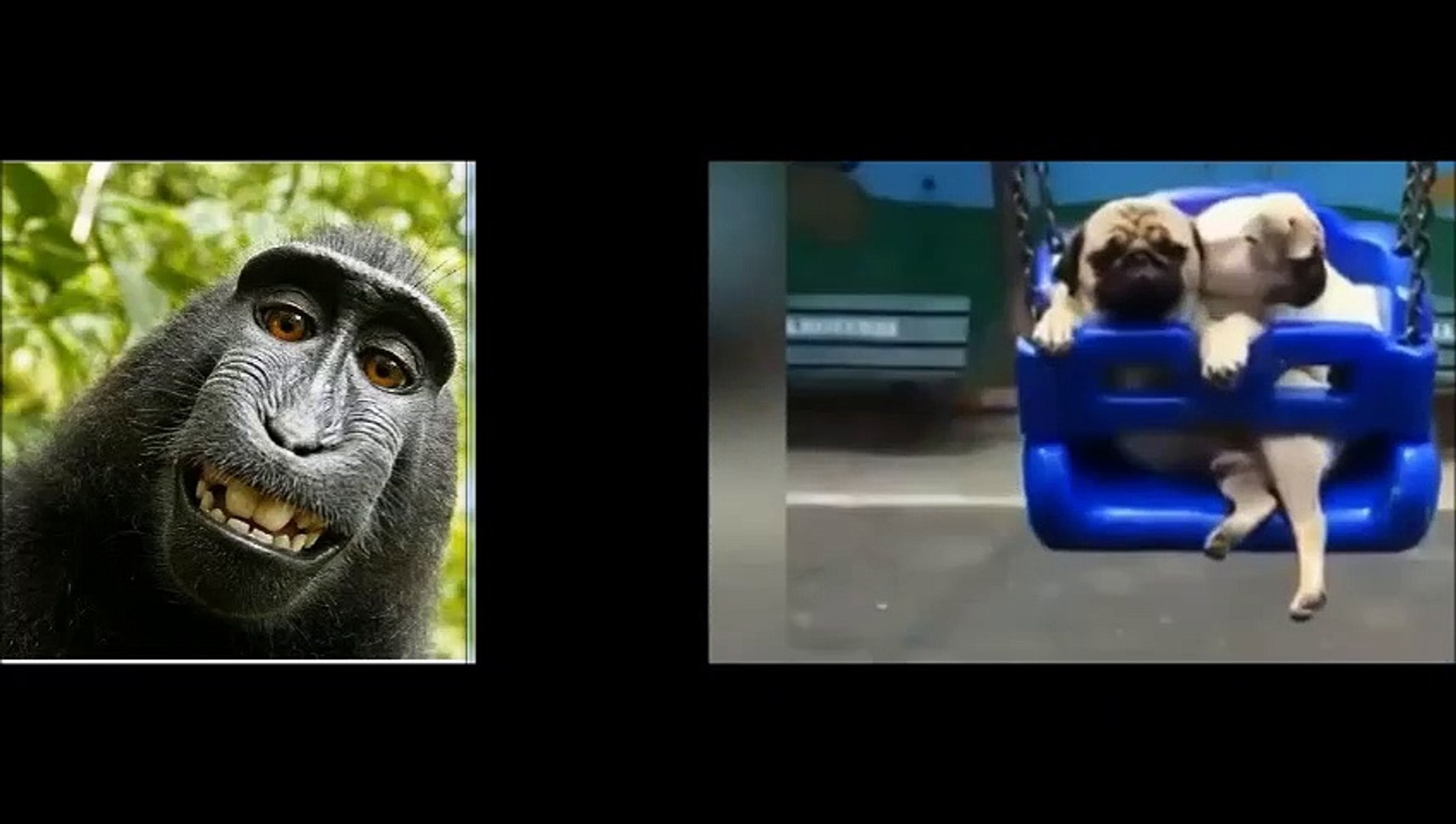 ⁣ANIMALES GRACIOSOS  ANIMAUX ANIMALS  ANIMAIS   животные  जानवरों  الحيوانات
