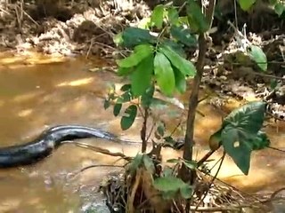 Ils aperçoivent un énorme anaconda qui se faufile dans l'eau en pleine foret