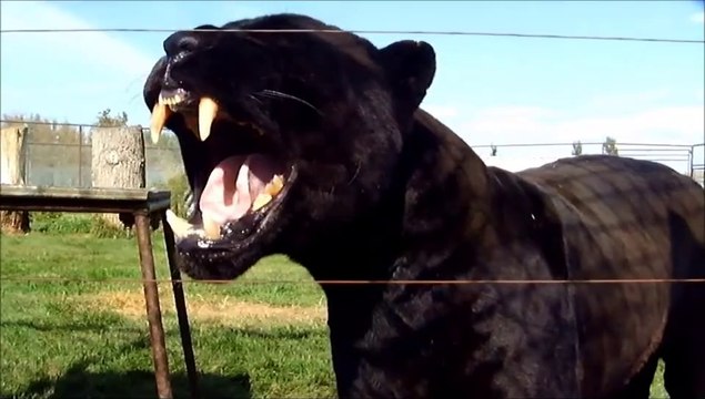 Voilà à quoi ressemble le rugissement d'une panthère noire de près... Impressionnant